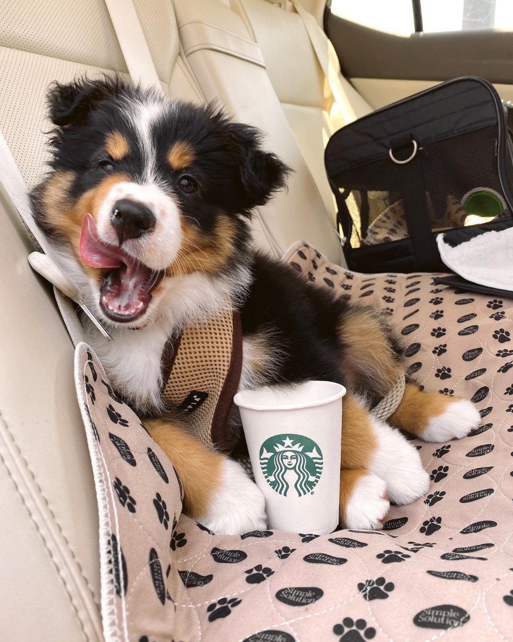 Murphy - Australian Shepherd Puppy